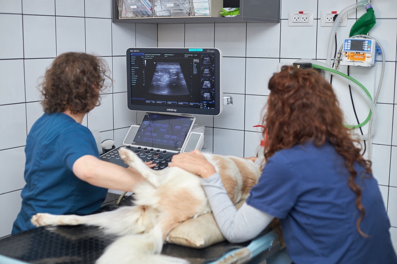אולטראסאונד חירומי POCUS